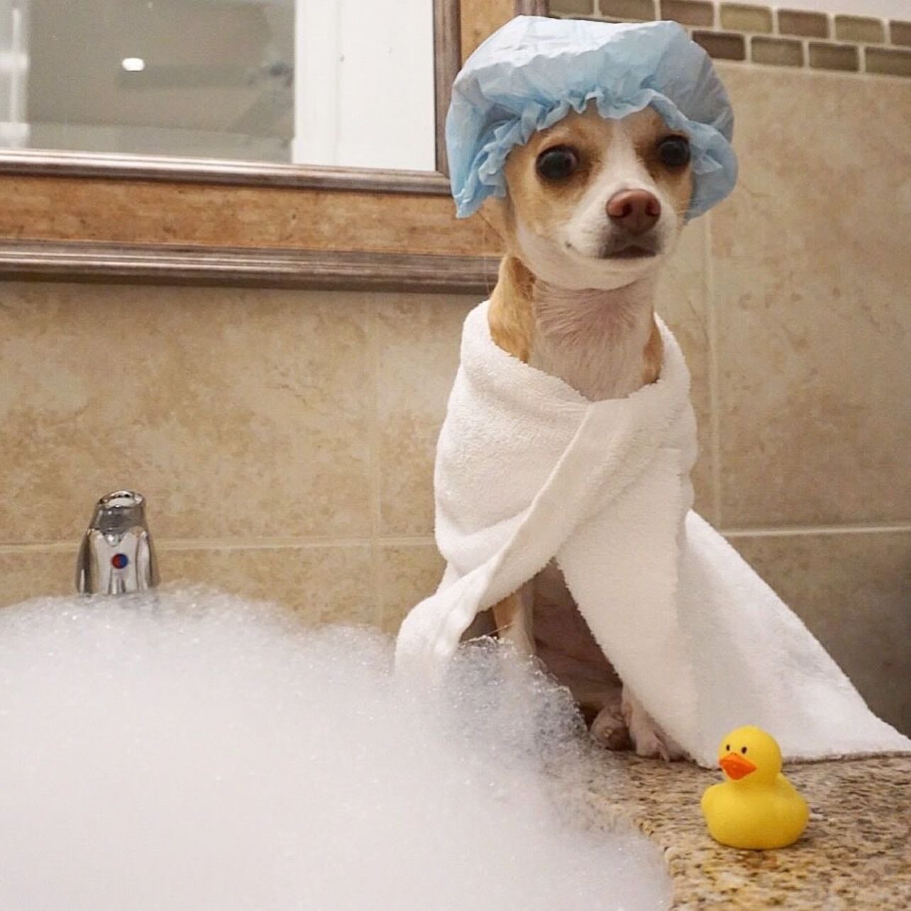 Dog care - Clip nails, bath, or brain enrichment etc 🐾🦴