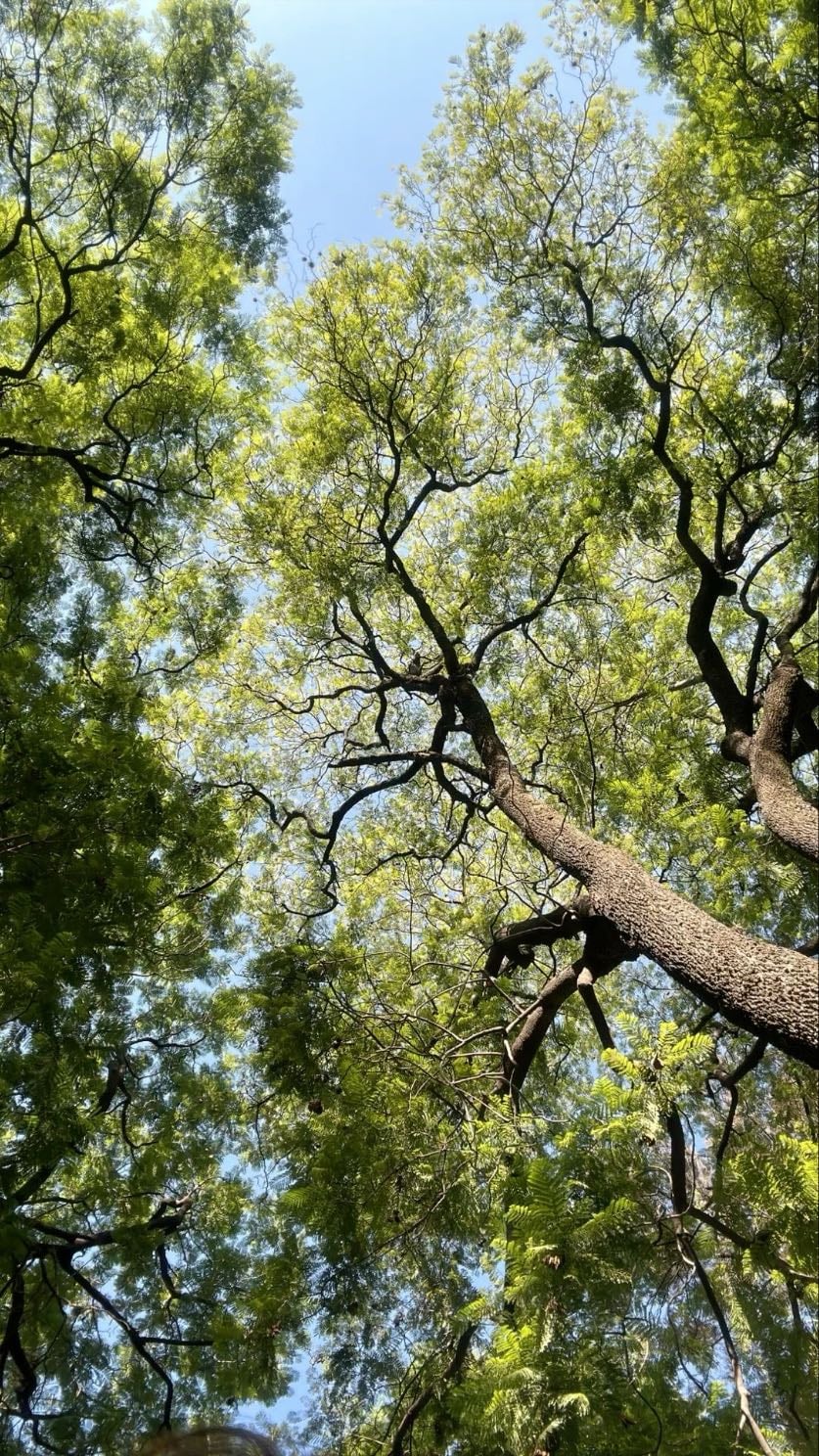 Camina y Rodéate de naturaleza