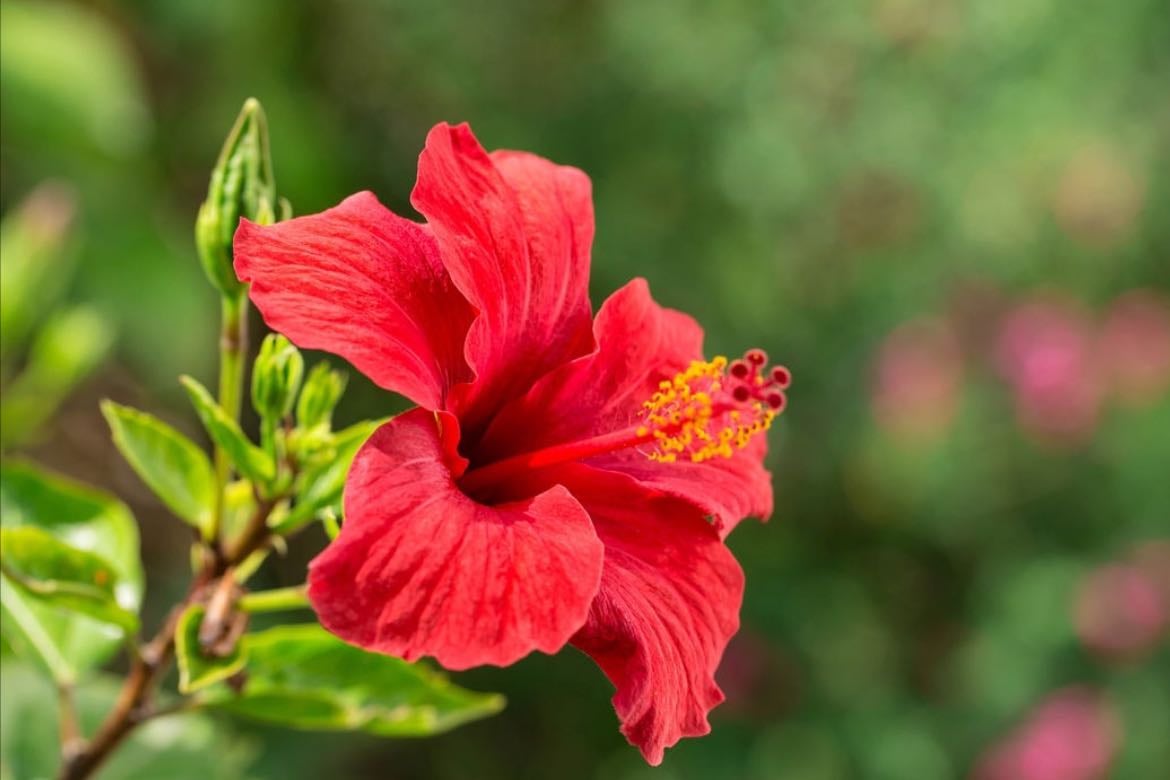 Hibisco
