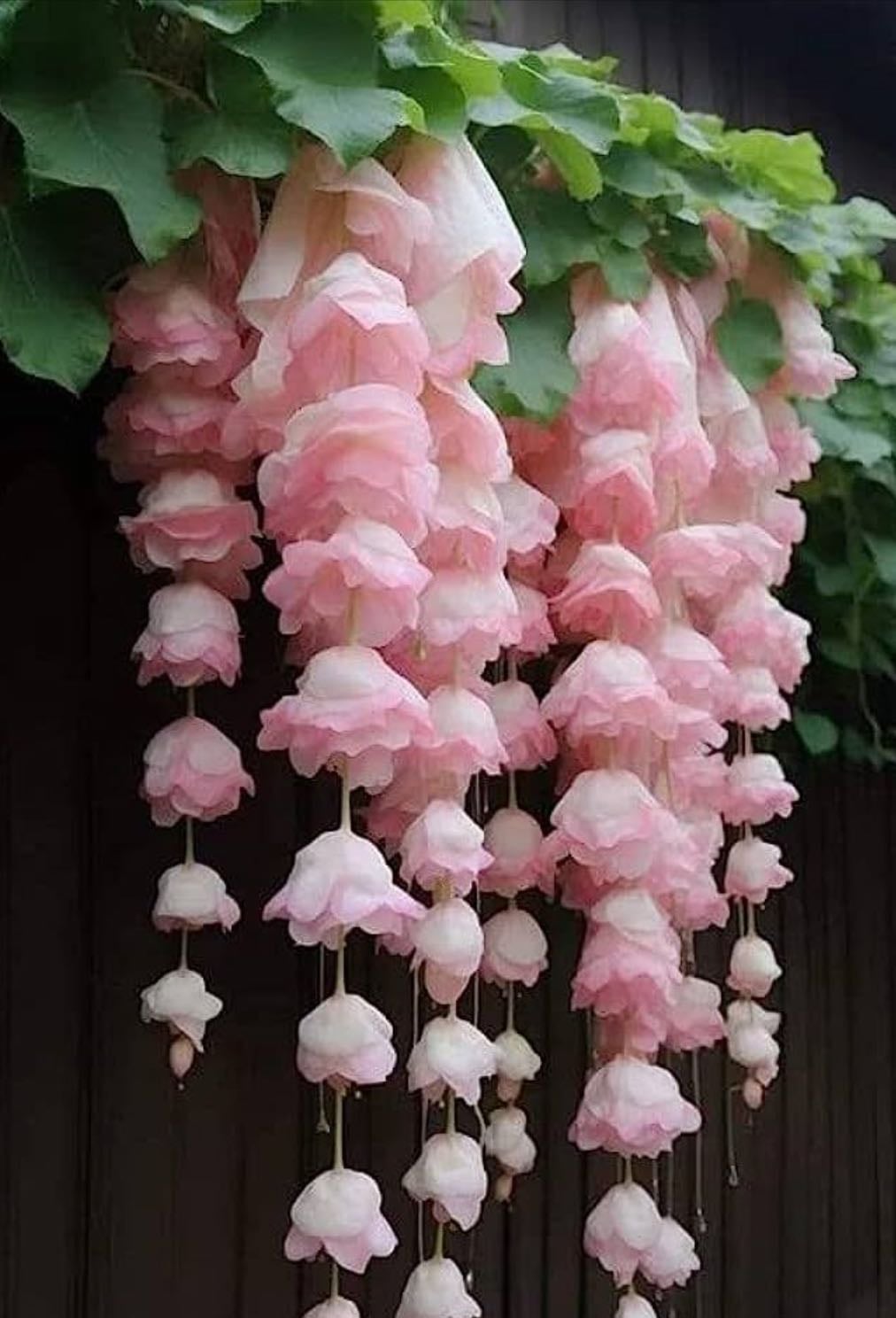 Weeping Begonias