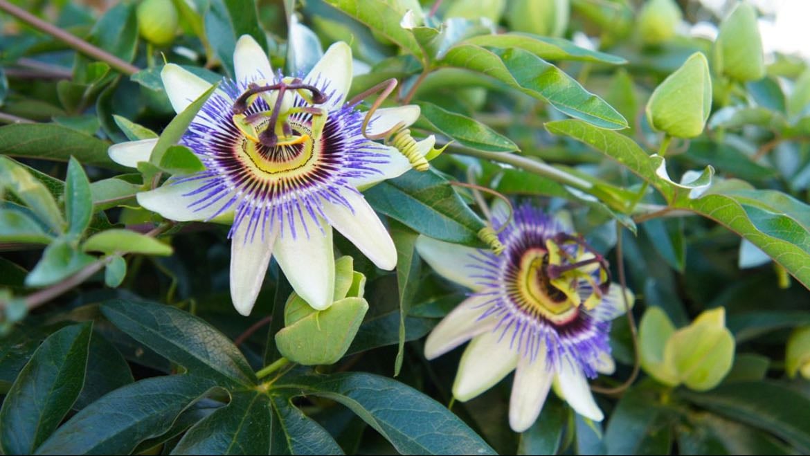 Flor de la pasión