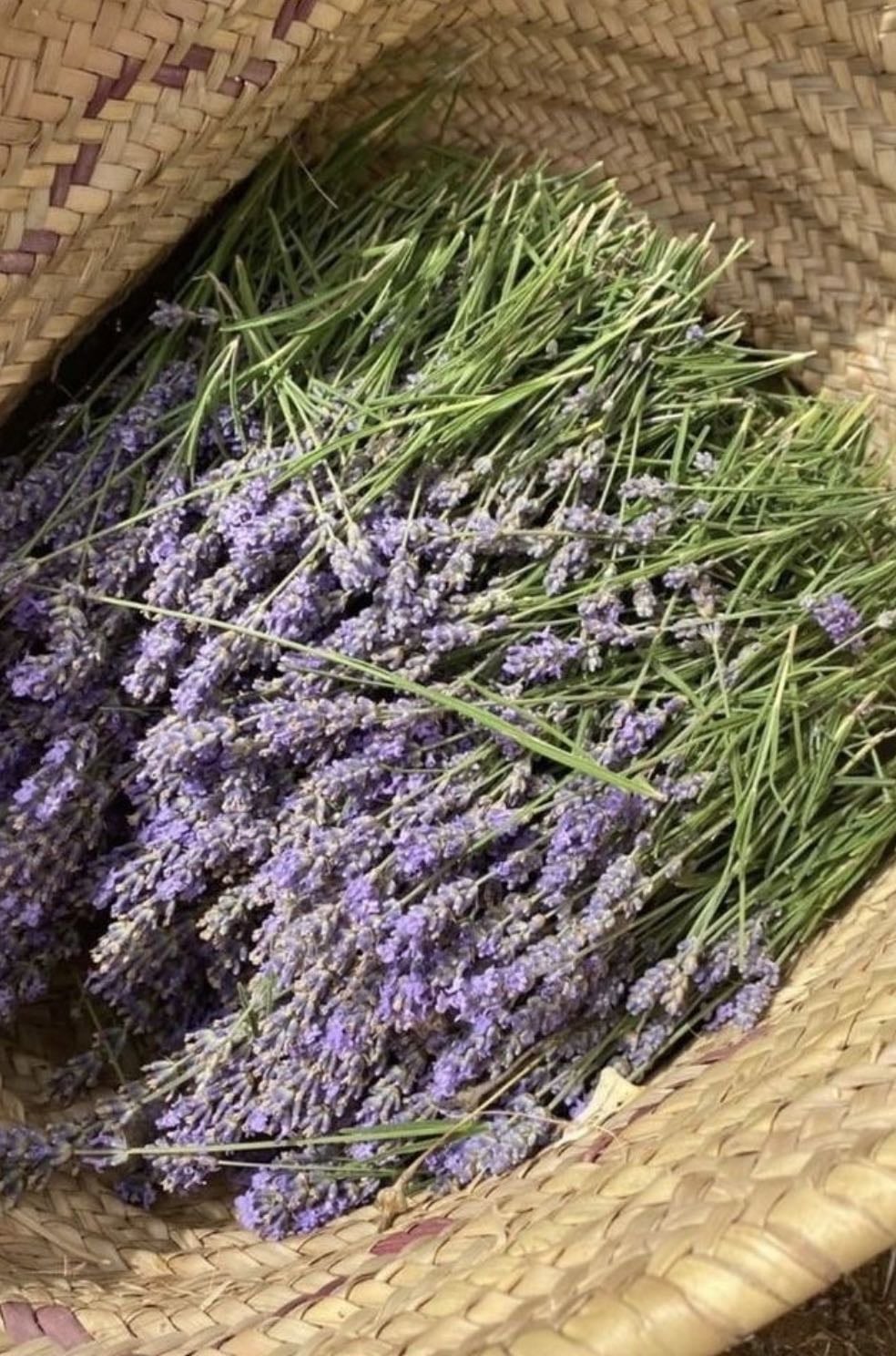 Lavanda