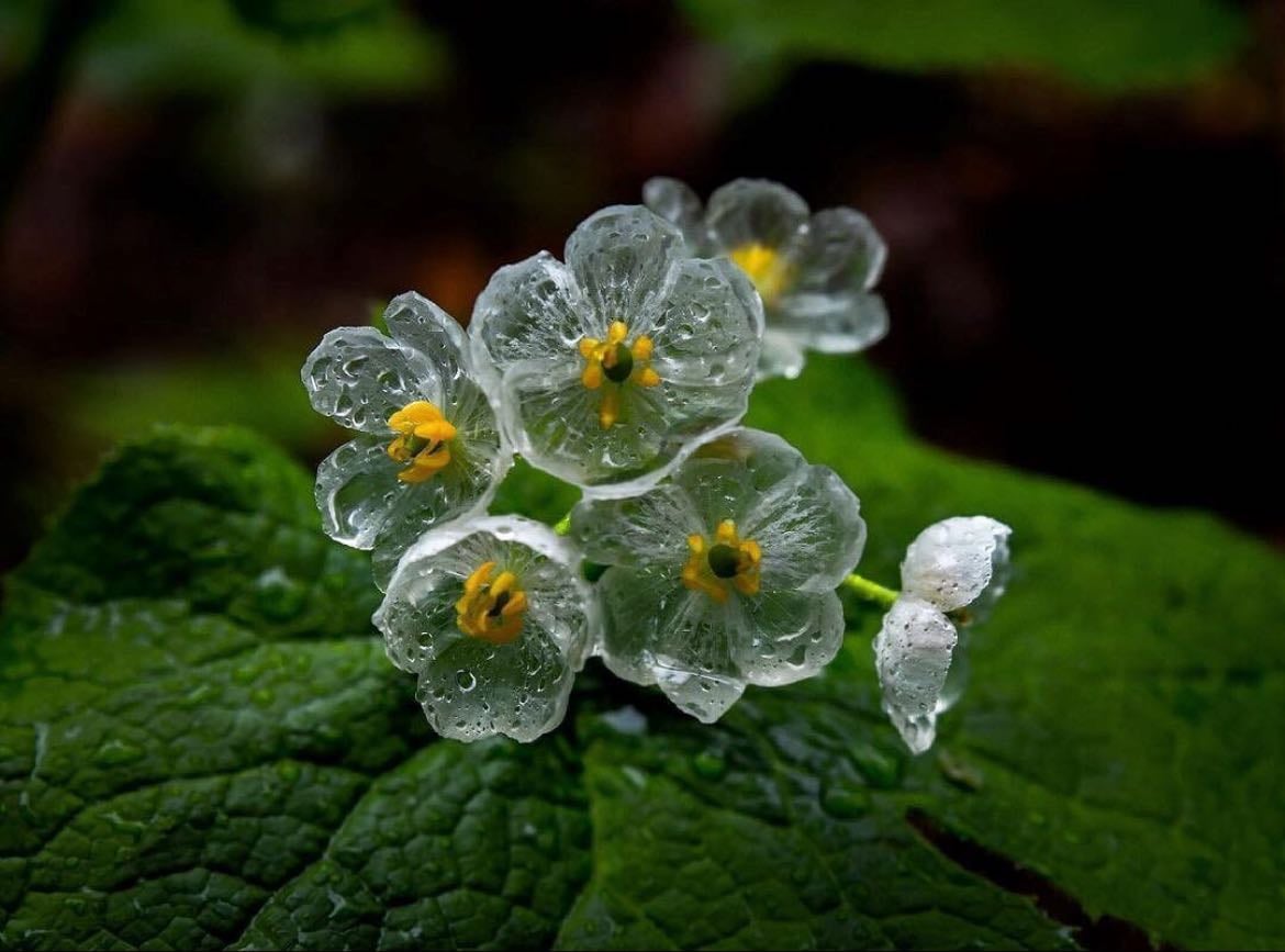 Skelton flowers