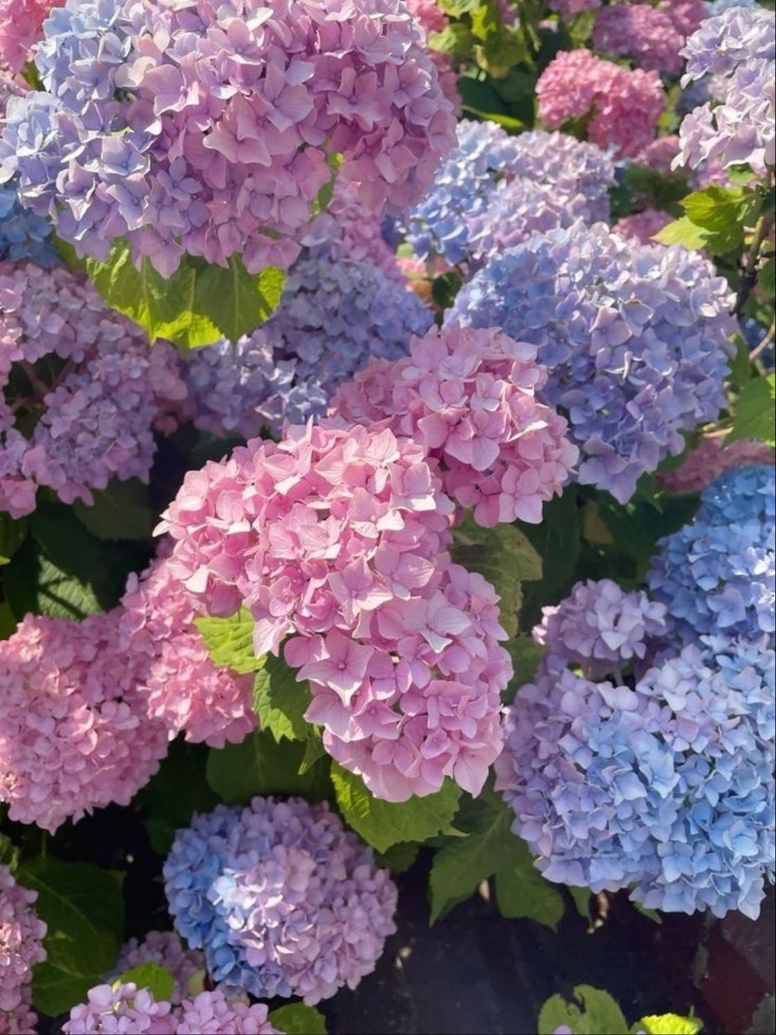 Hortensia