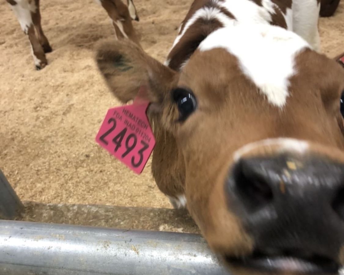 Documentales vegan 🍿