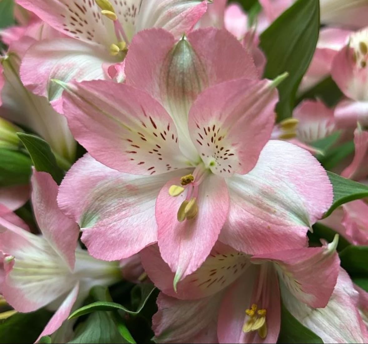 My favourite flowers