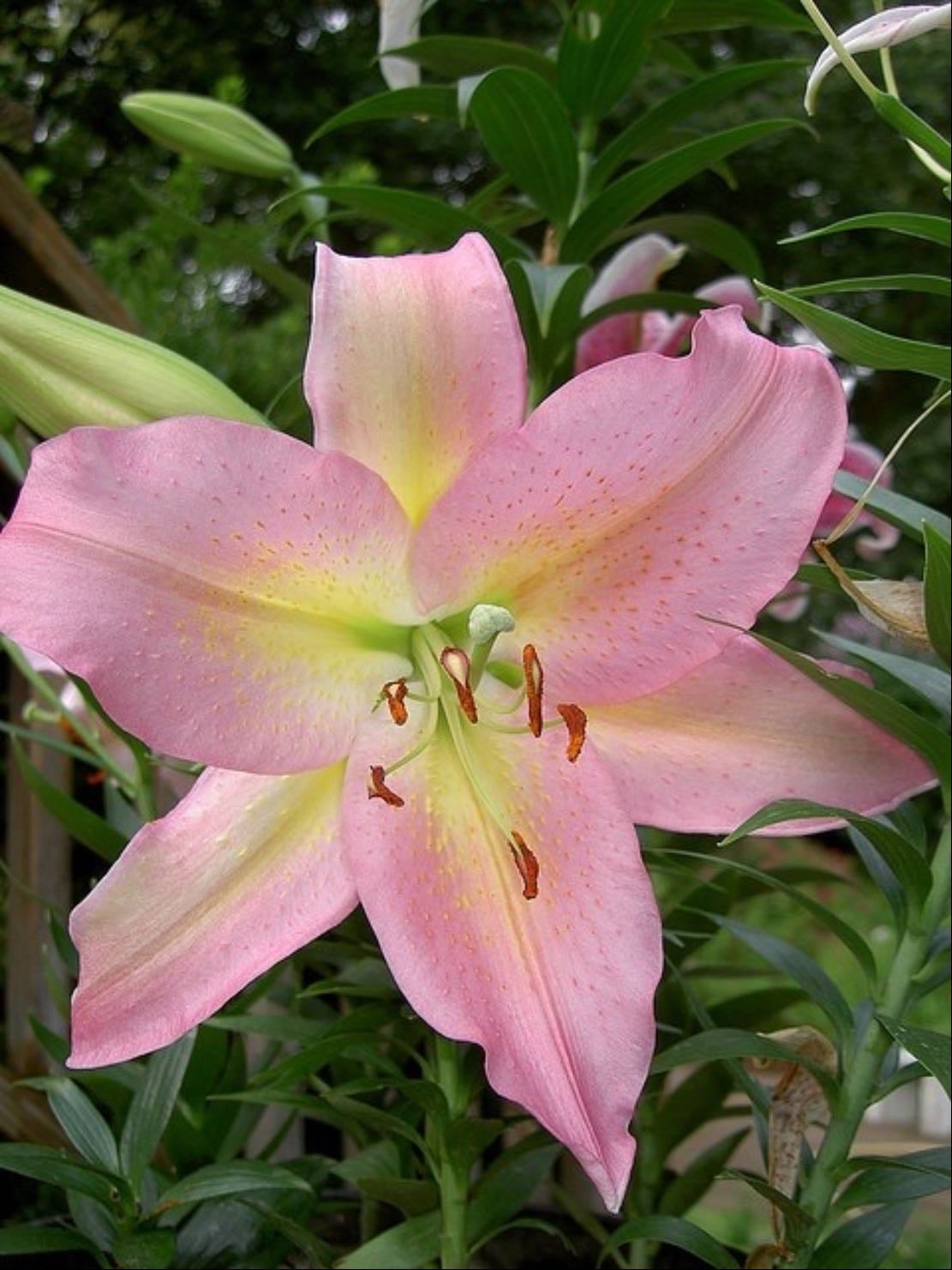 Tom Pouce lily