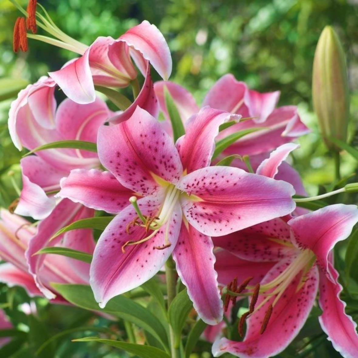 Pink perfection lily