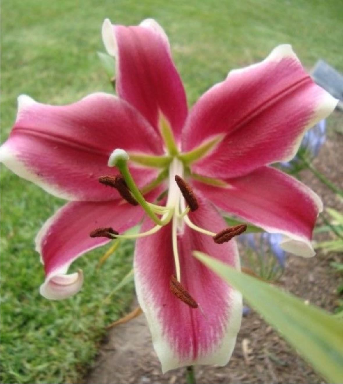 Flashpoint lily