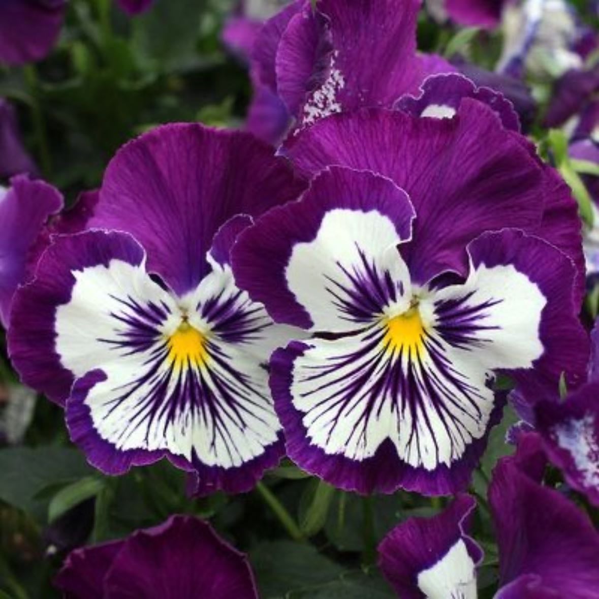 Whopping purple whiskers pansy