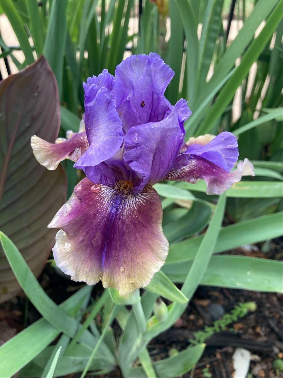 Comic opera iris