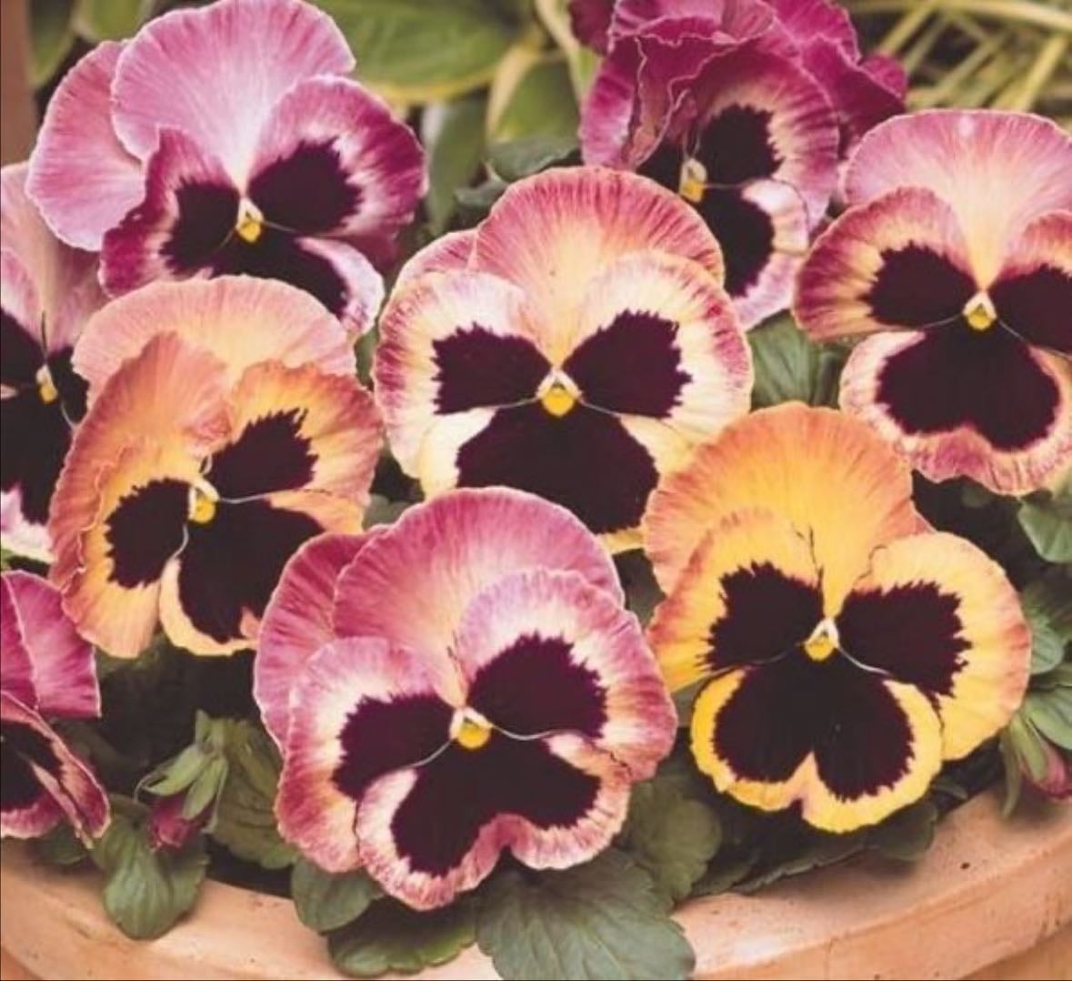 Sunrise pansy