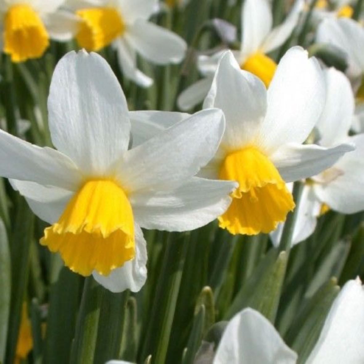 Jack snipe daffodil