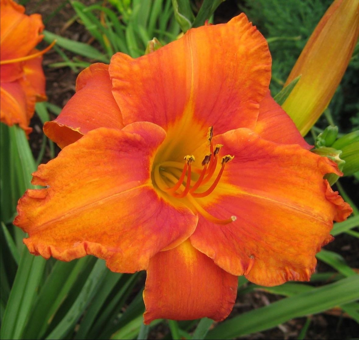 Fire king lily
