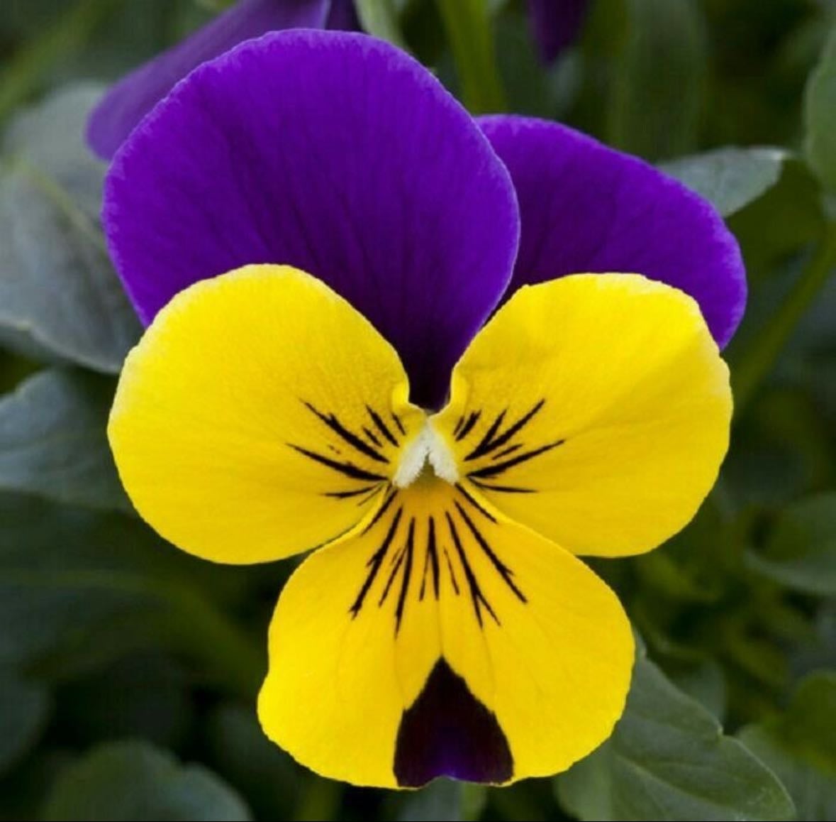 Freefall purple wing pansy