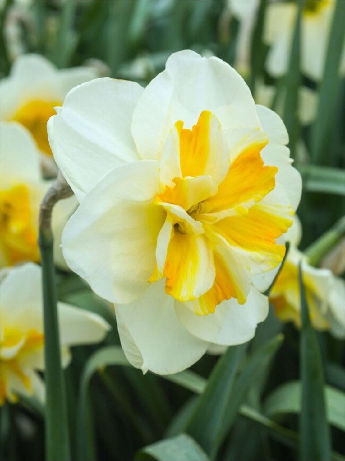 Sorbet daffodil