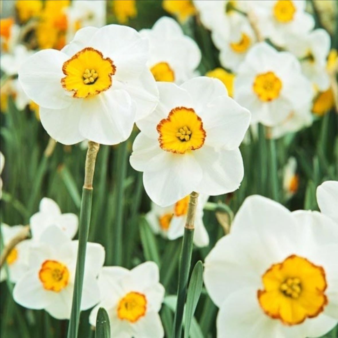 Merlin daffodil