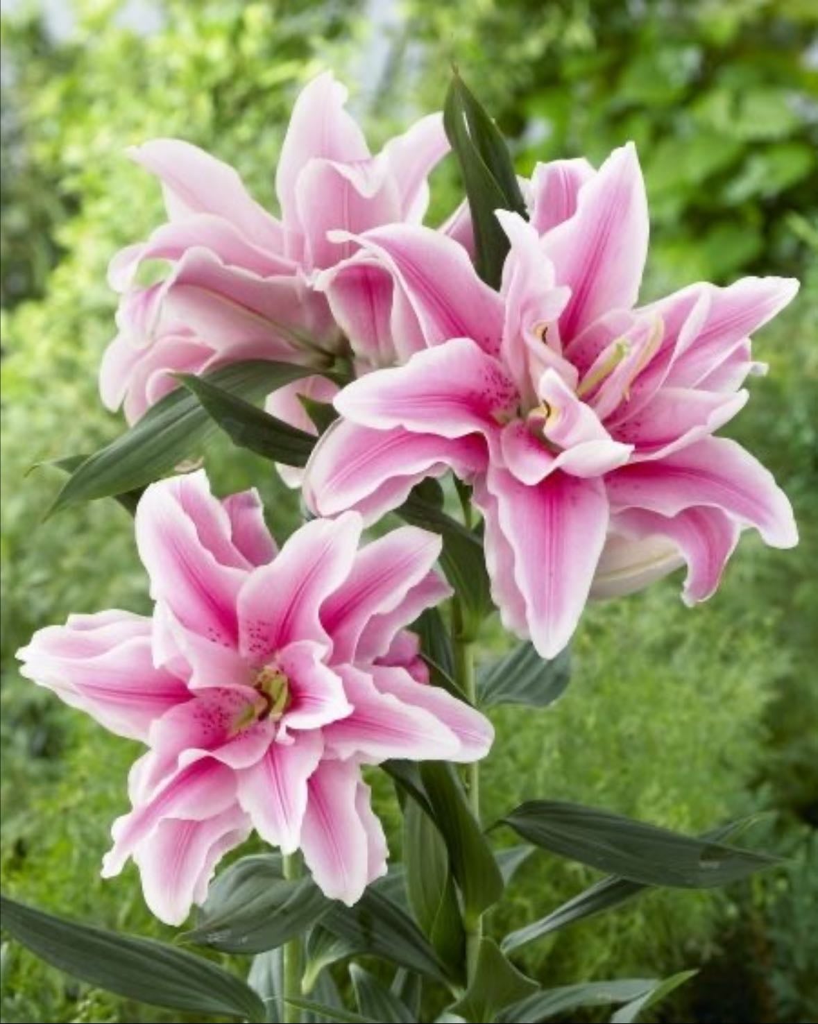 Rose lily