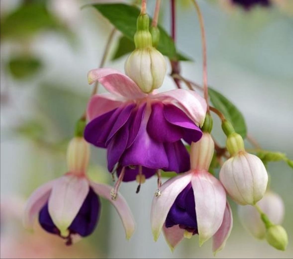 Lena fuchsia
