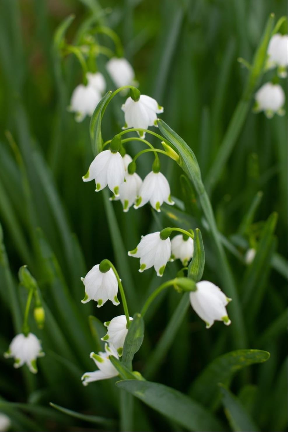 Snowdrop
