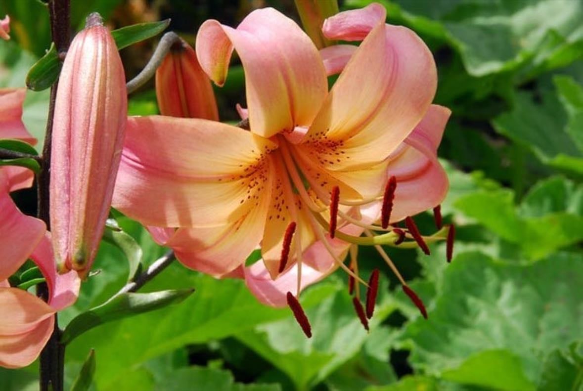 Salmon twinkle lily