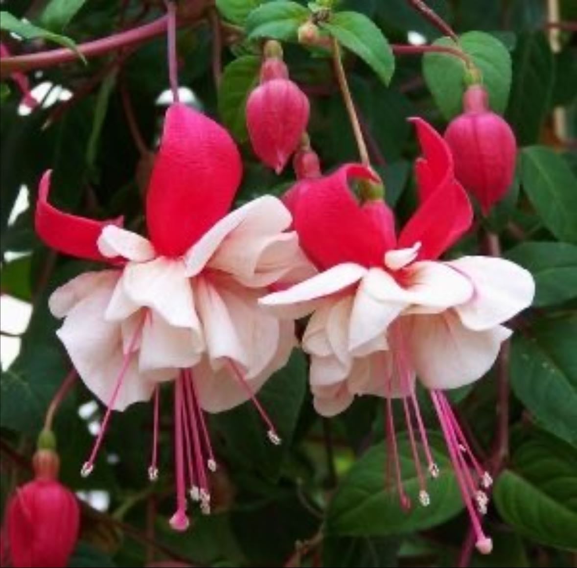 Swingtime fuchsia
