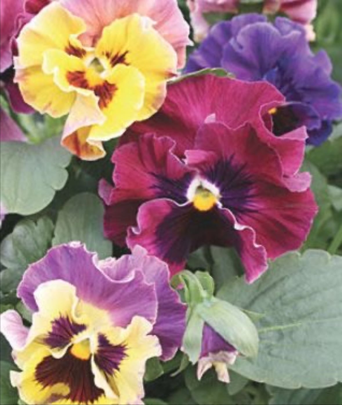 Moulin rouge pansy
