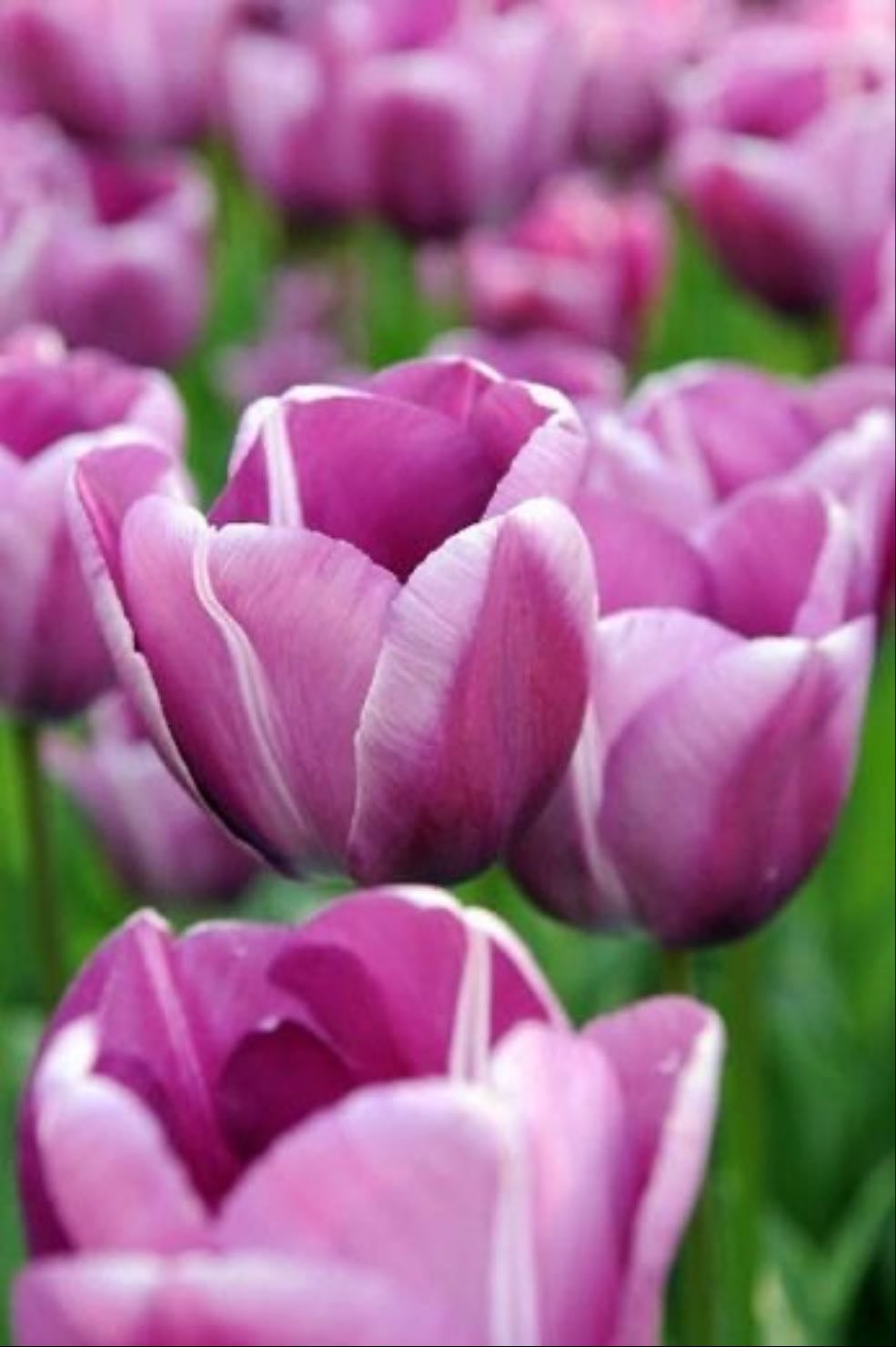 Andre Rieu tulip