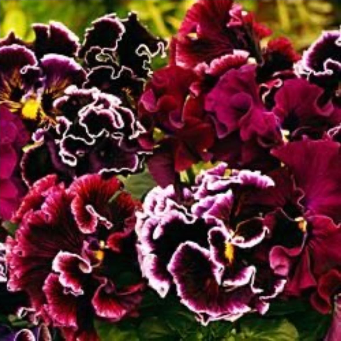 Chalon supreme pansy