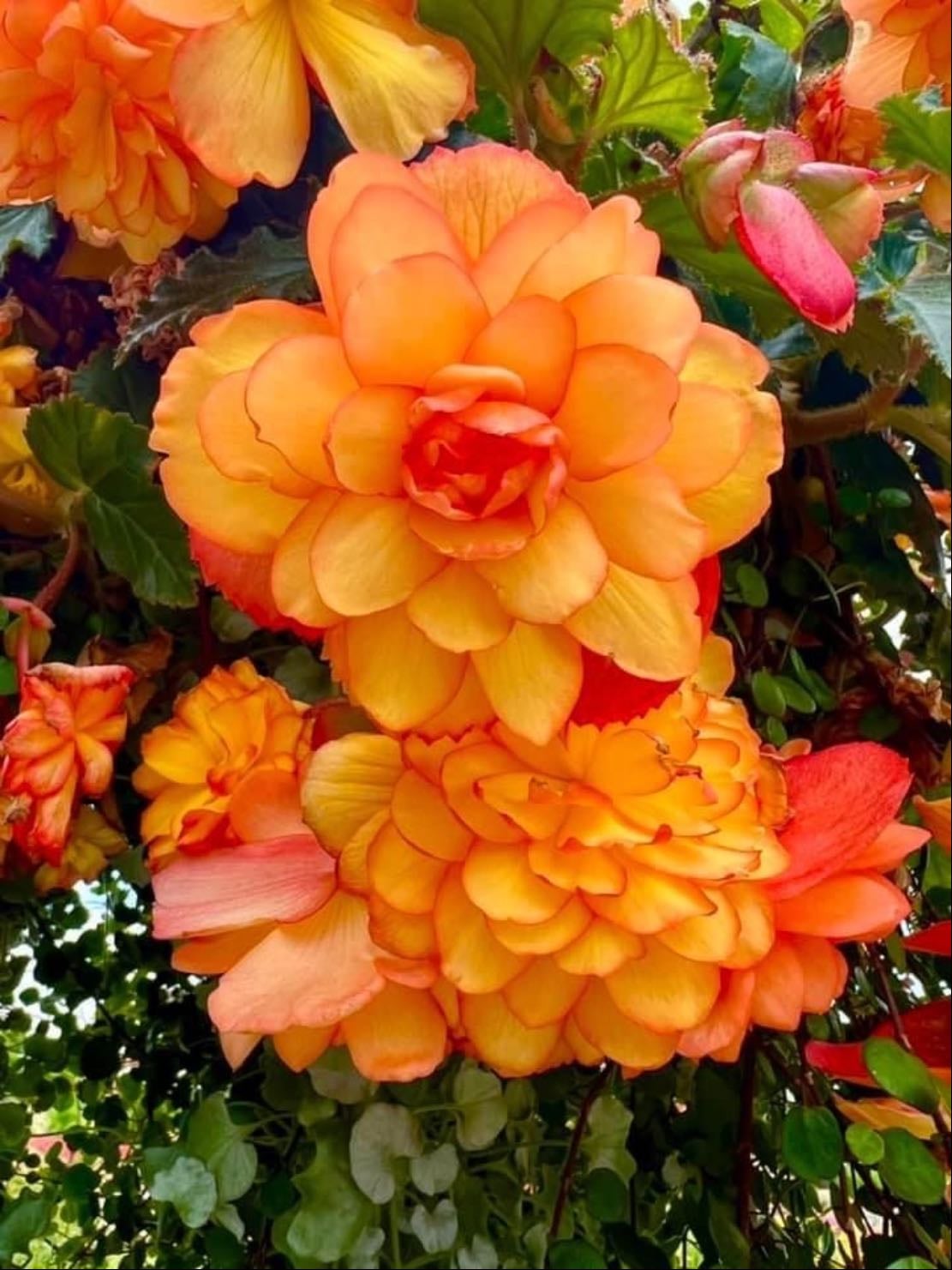Nonstop fire begonia
