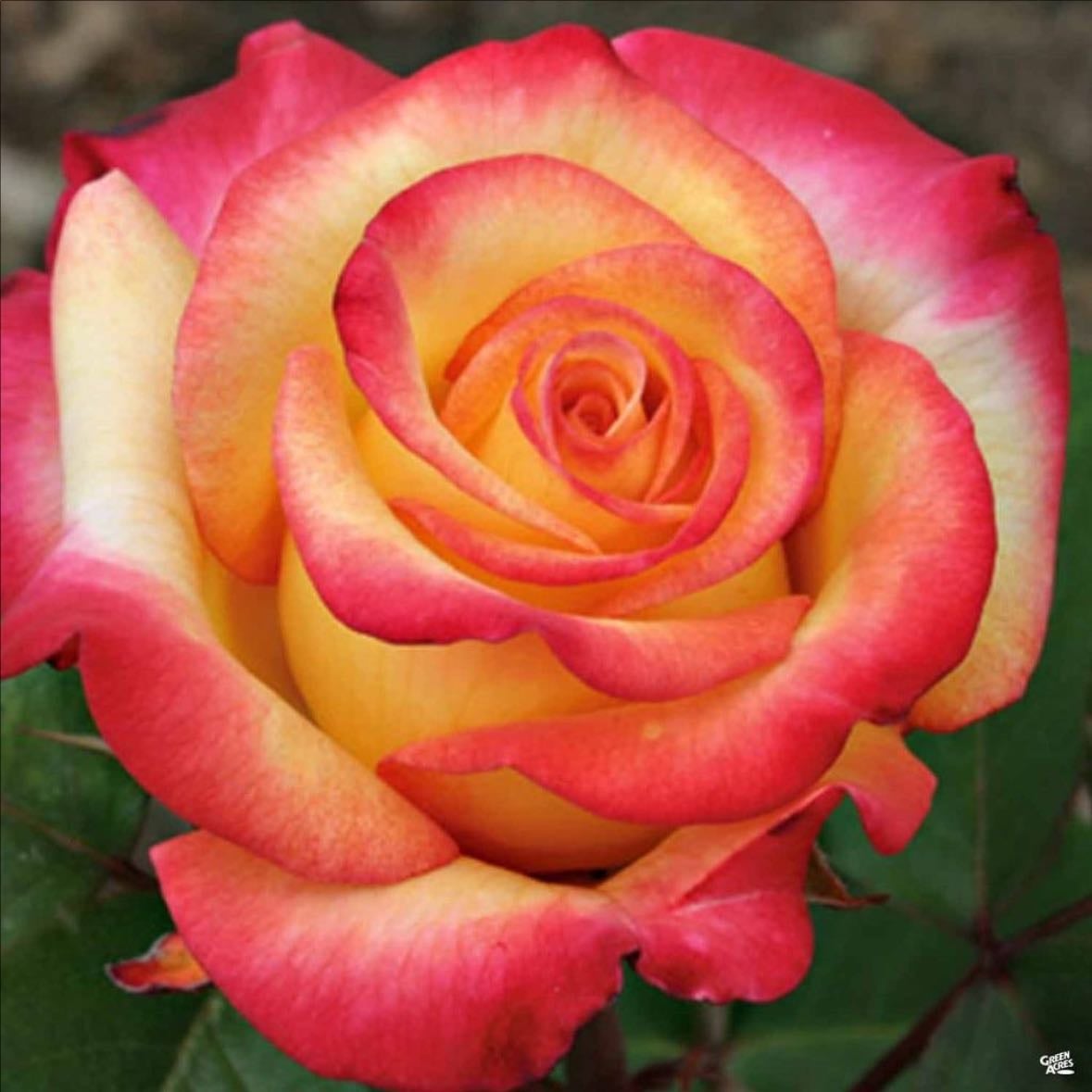 Dream come true rose