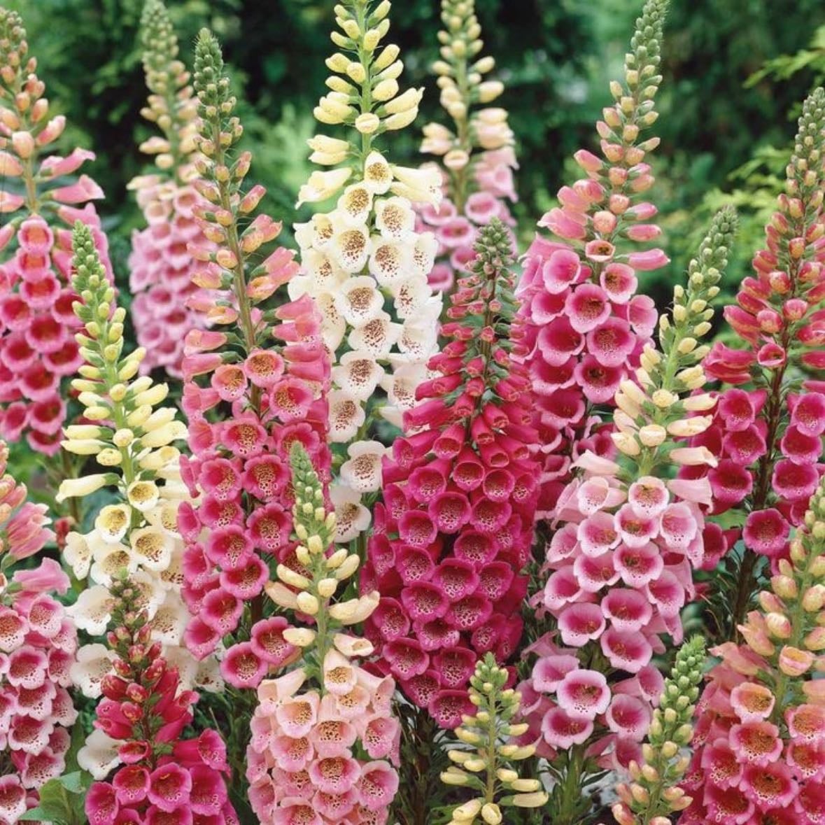Foxglove