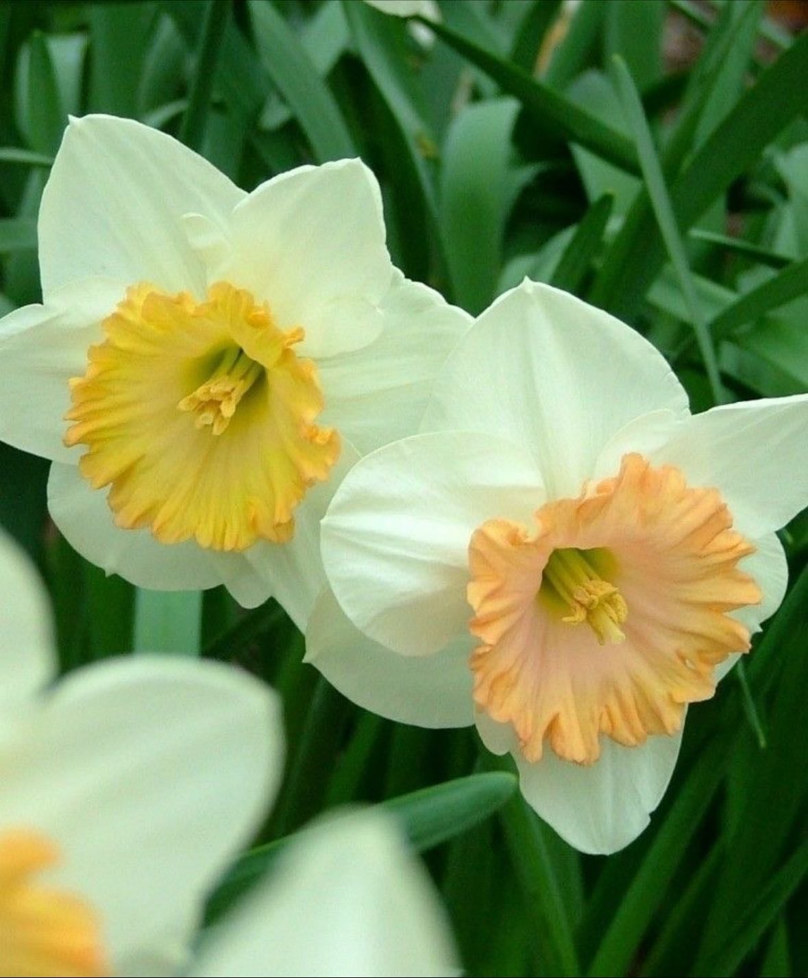 Sentinel daffodil