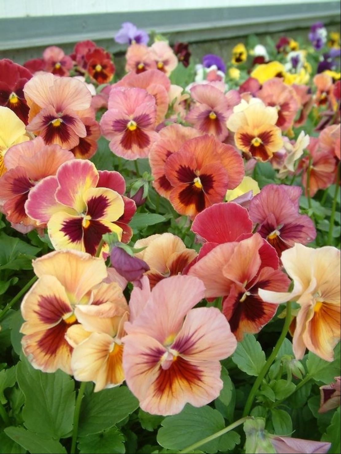 Pansies