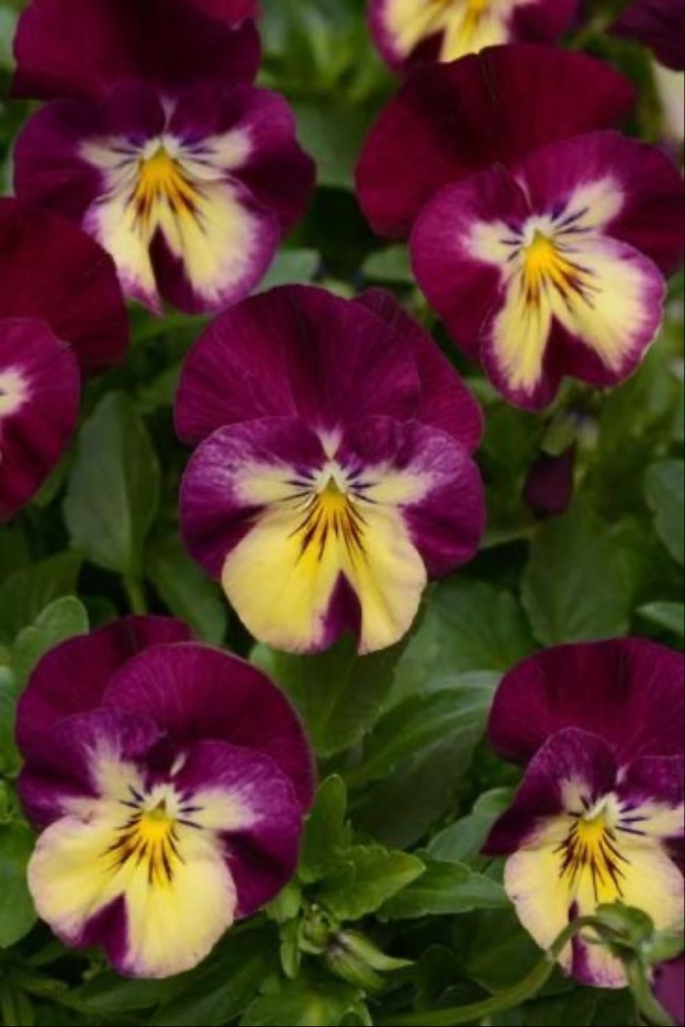 Raspberry swirl pansy