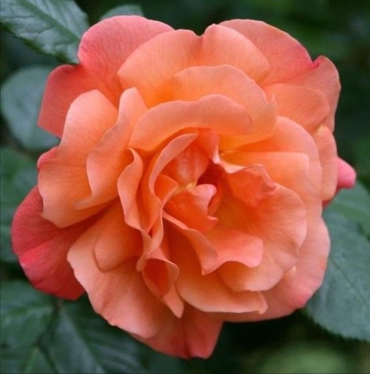 Westerland rose