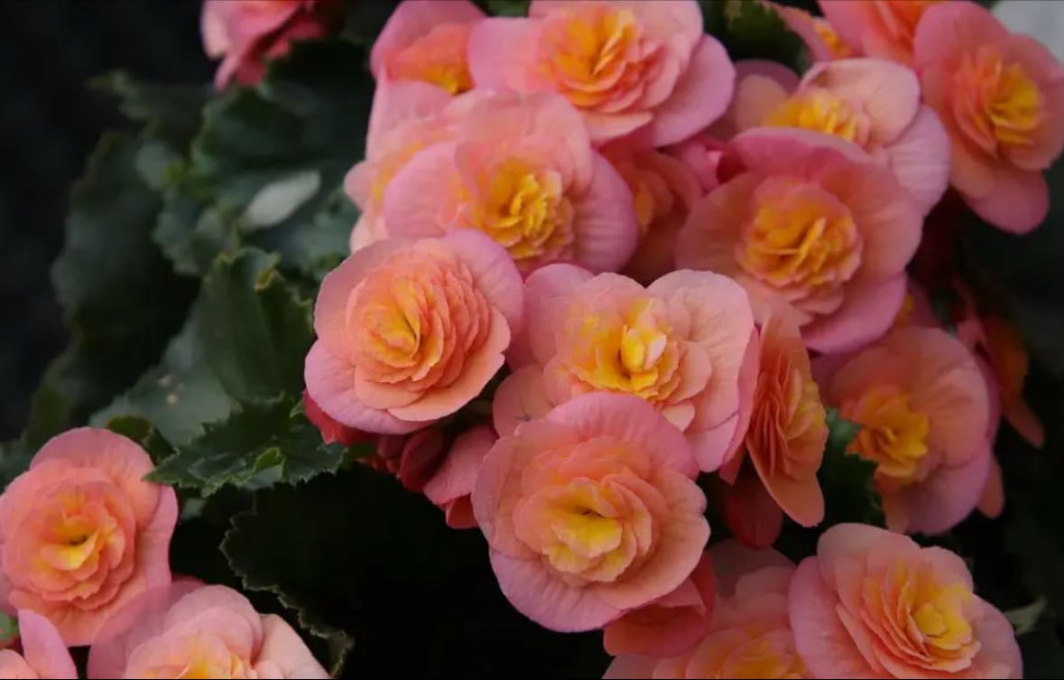 Rieger begonia
