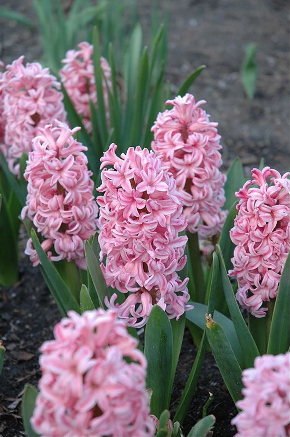 Anna Marie hyacinth