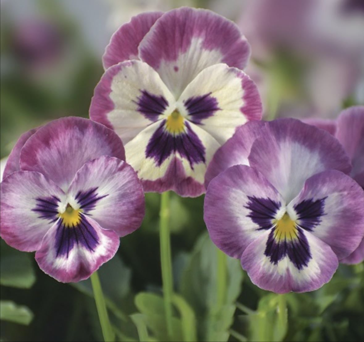 Wonder fall pansy