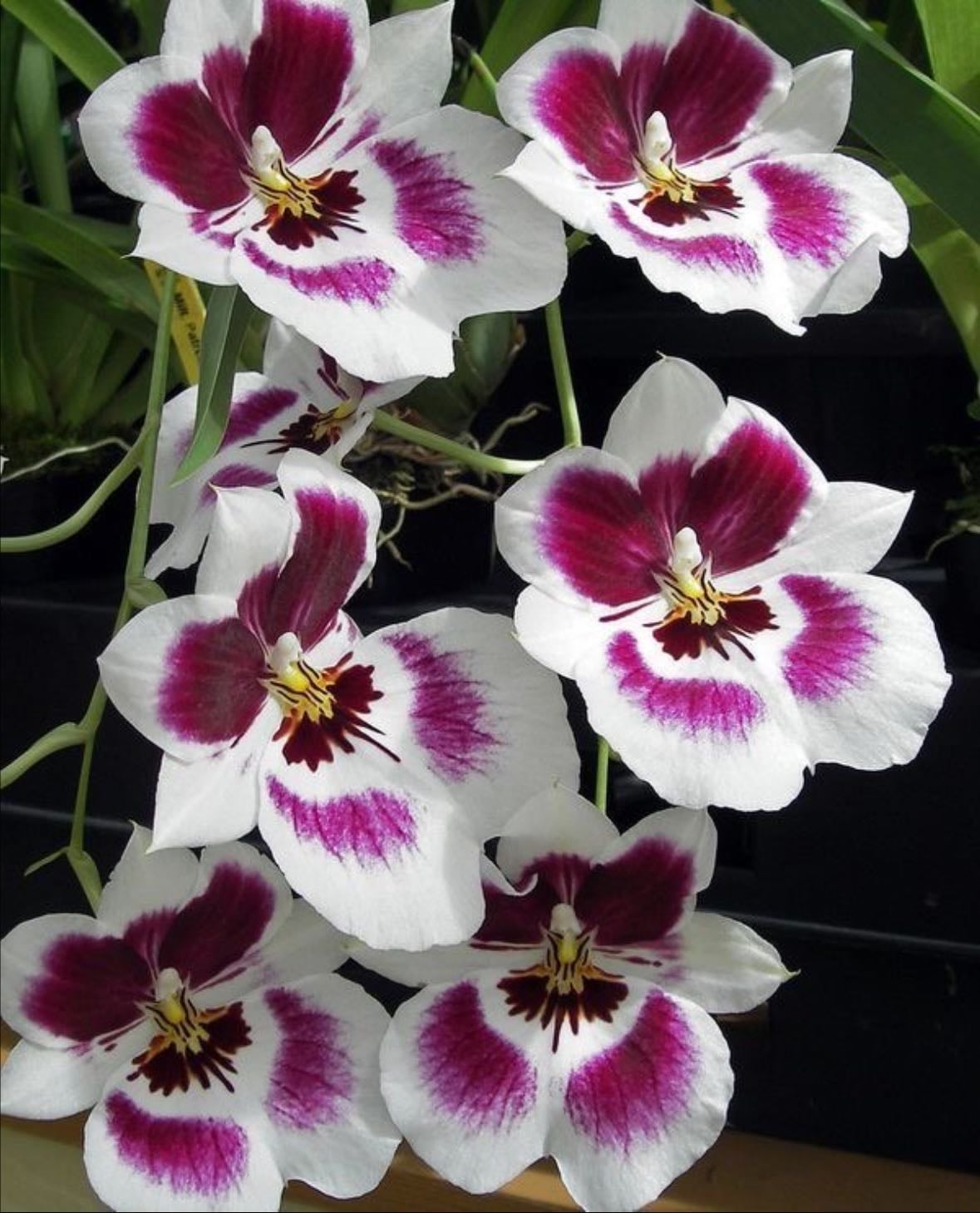 Pansy orchid