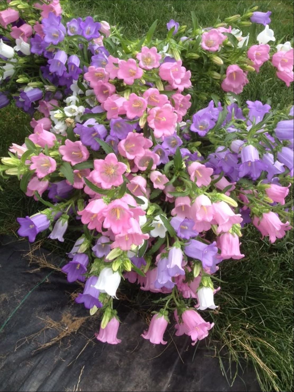 Canterbury bells