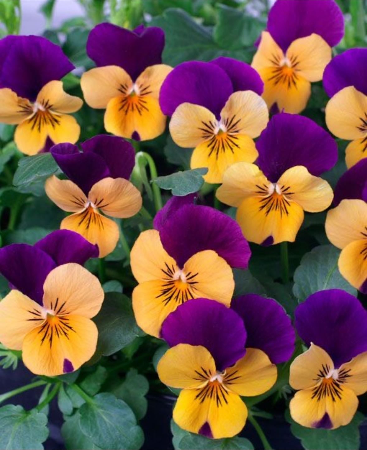 Inspire purple with orange pansy
