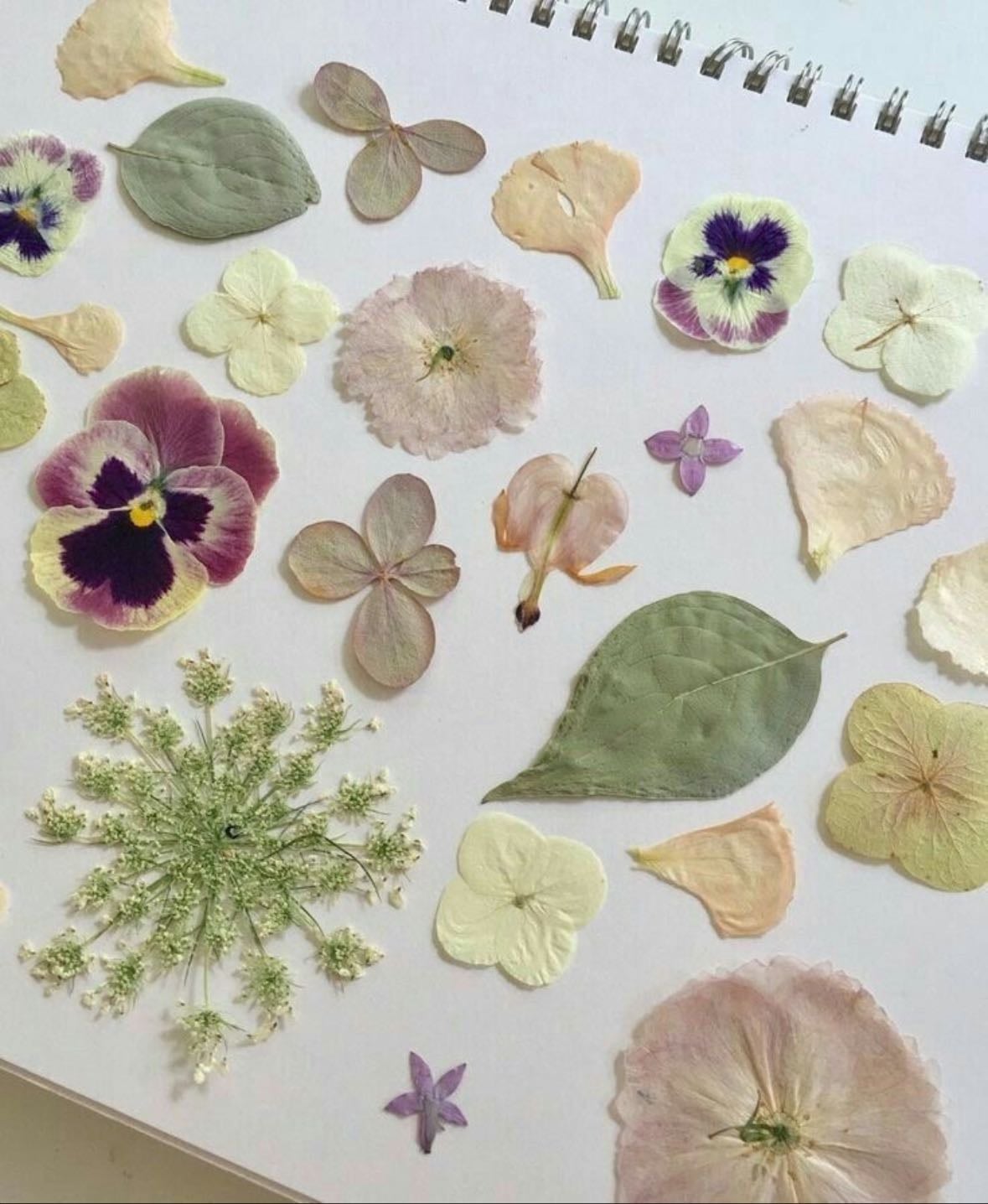 Pressed flowers