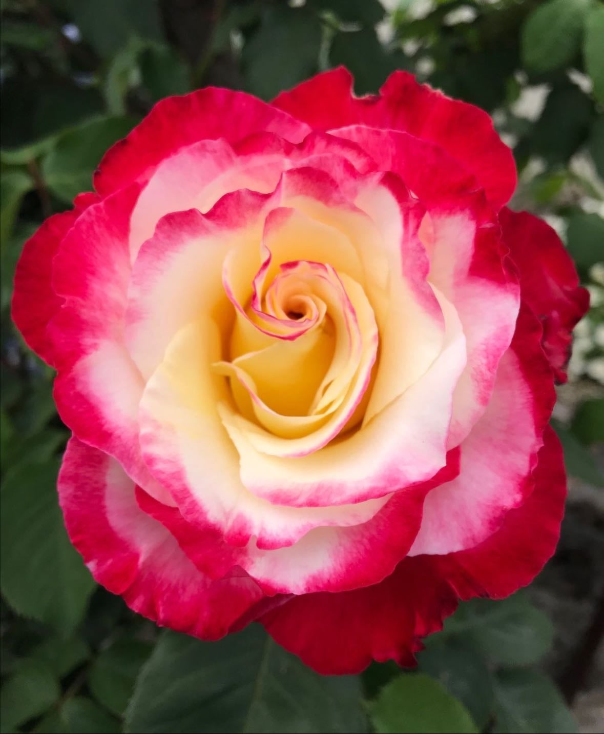 Double delight rose