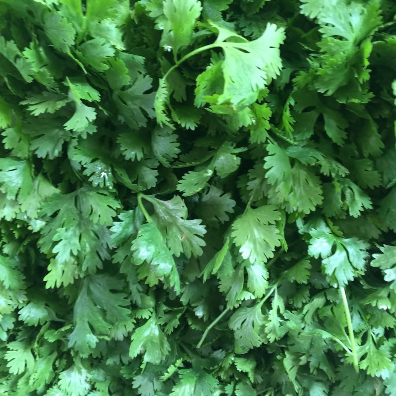 cilantro
