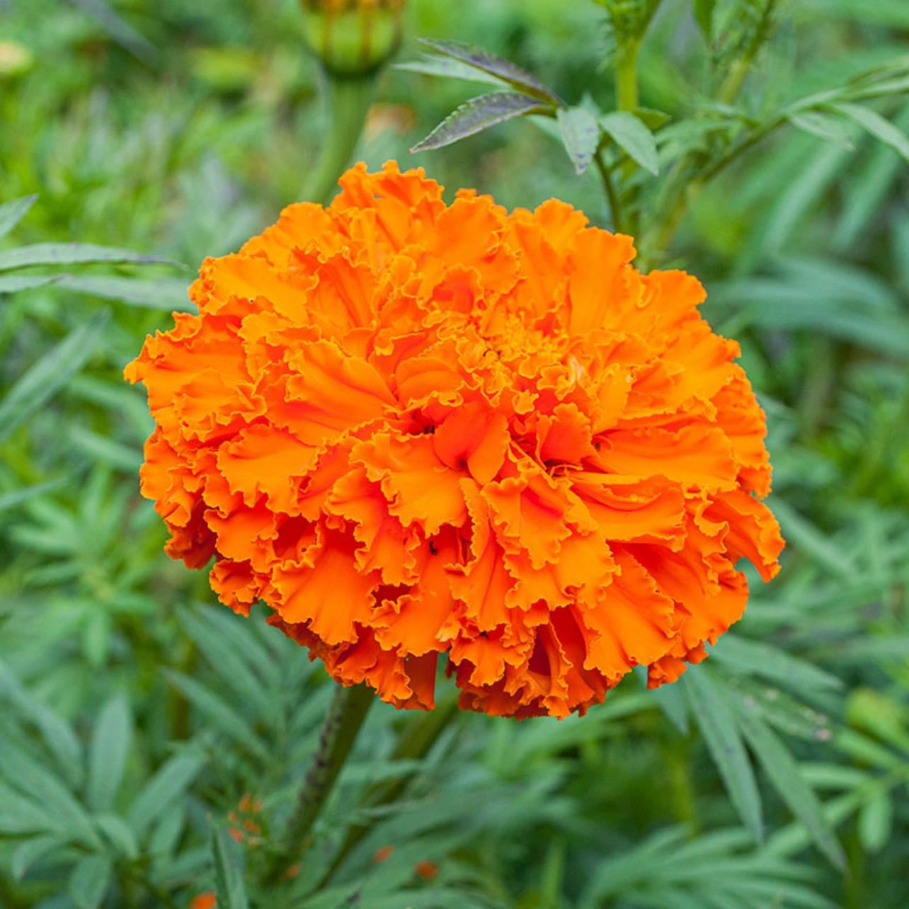 marigold flowers