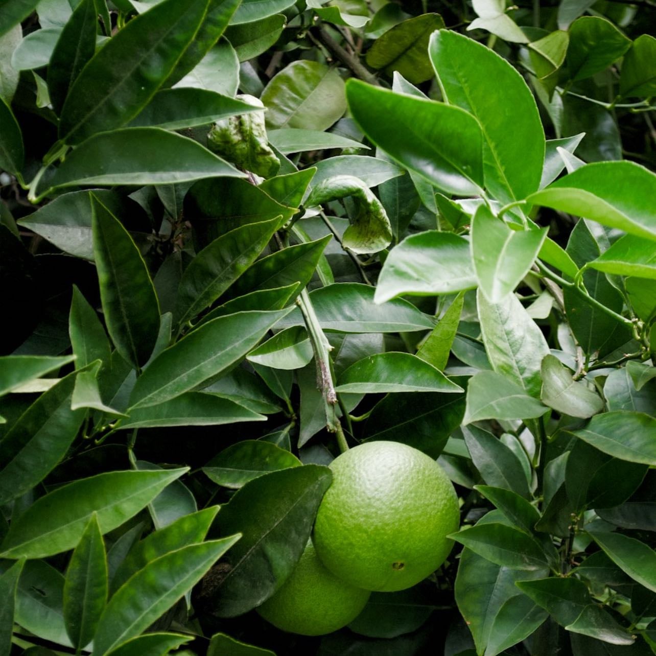 lime tree - it’s sprouting!