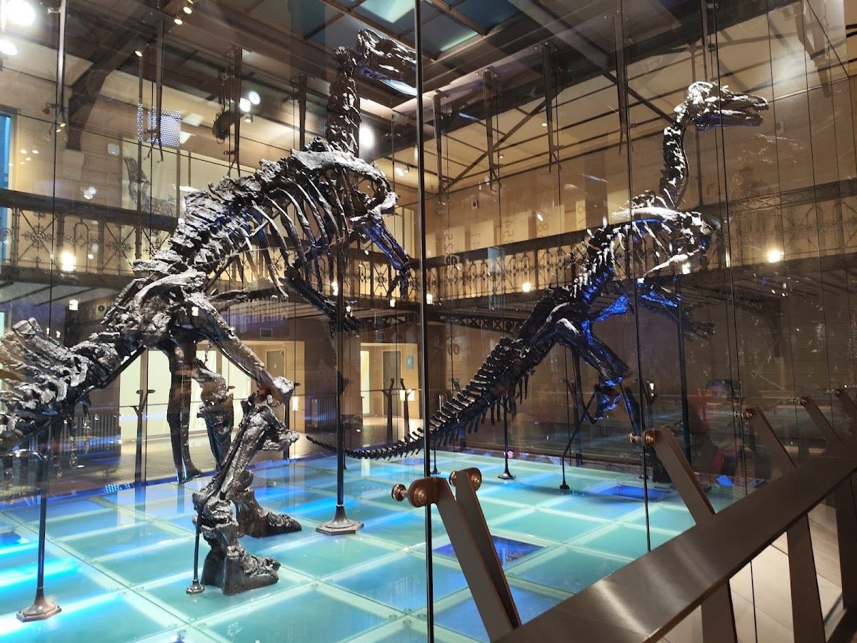 Institut royal des Sciences naturelles de Belgique - 5€