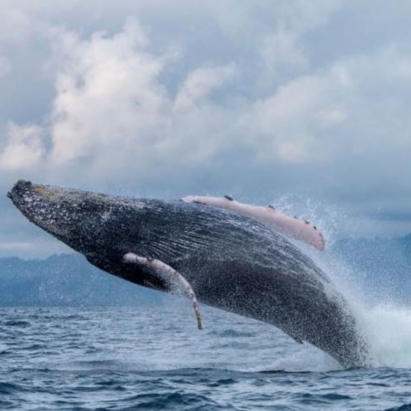 Buenaventura - En temporada de julio a noviembre se realiza avistamiento de ballenas
