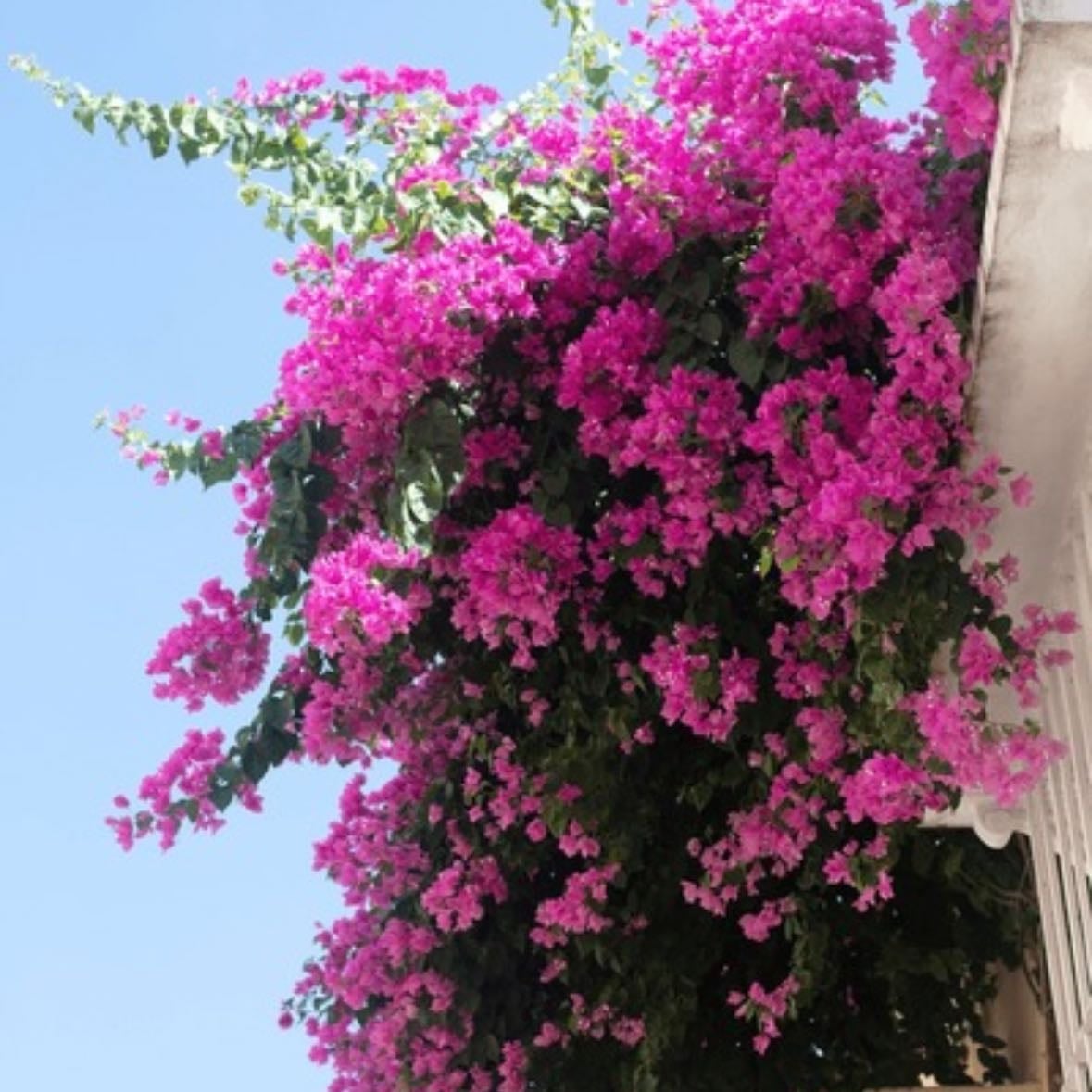 Buganvilla